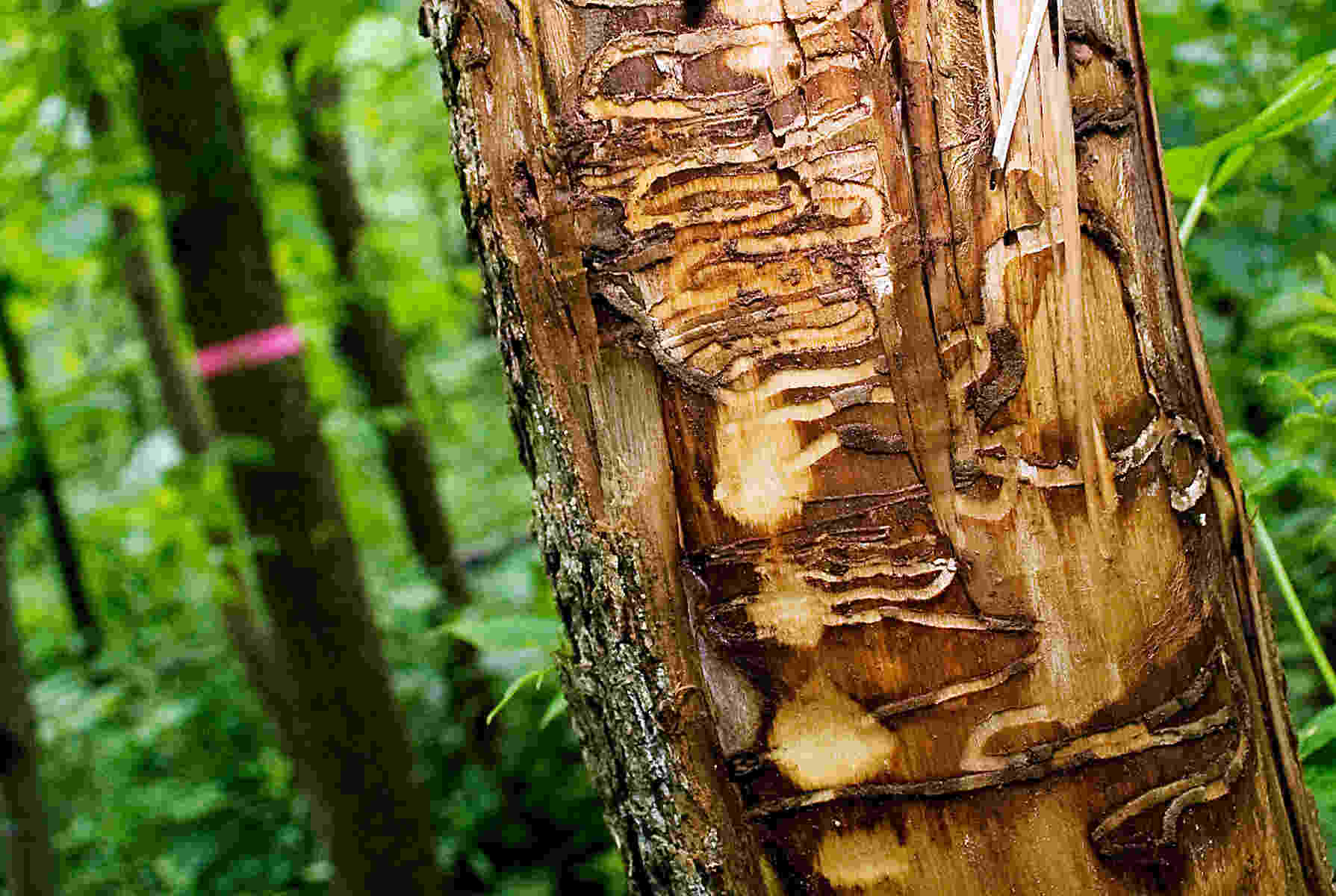 The effects of emerald ash borer on a tree.