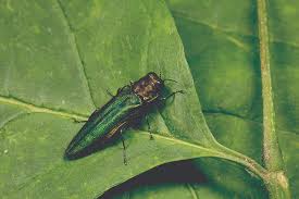 Emerald ash borer sitting on a leaf.