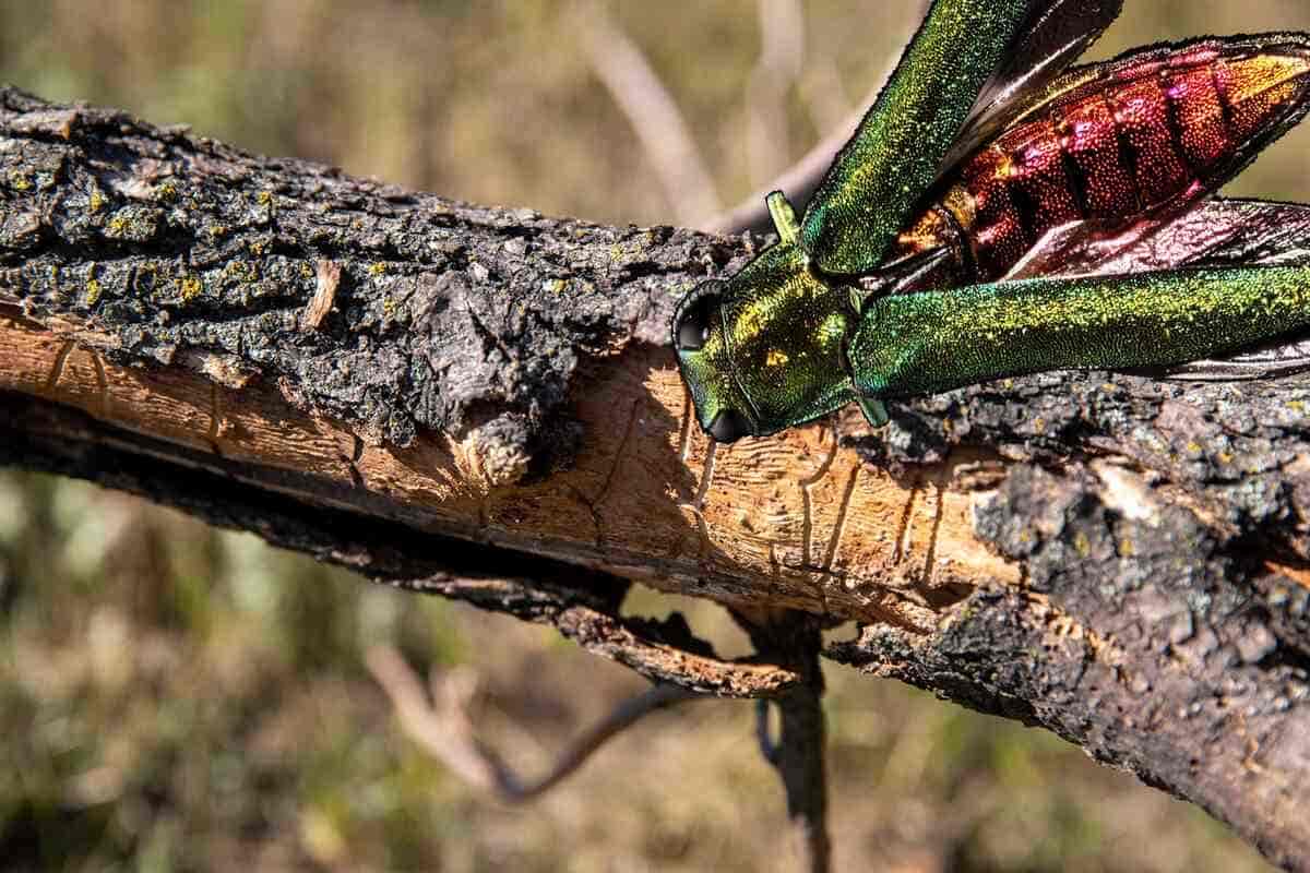 Emerald Ash Borer destroying a tree branch.