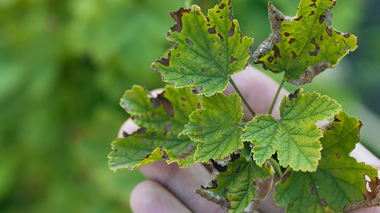 A group of leaves showing signs of antracnose.