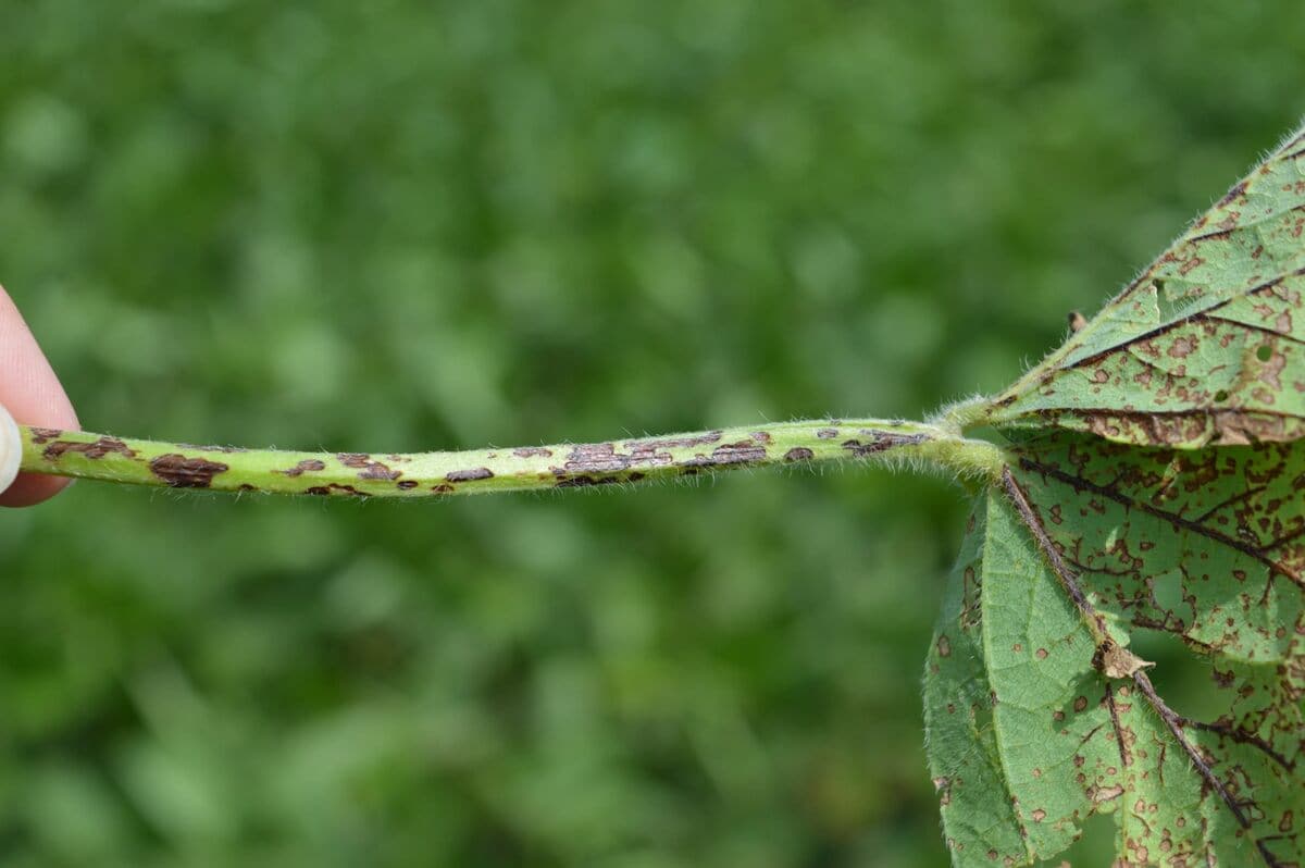A stem showing signs of antracnose.