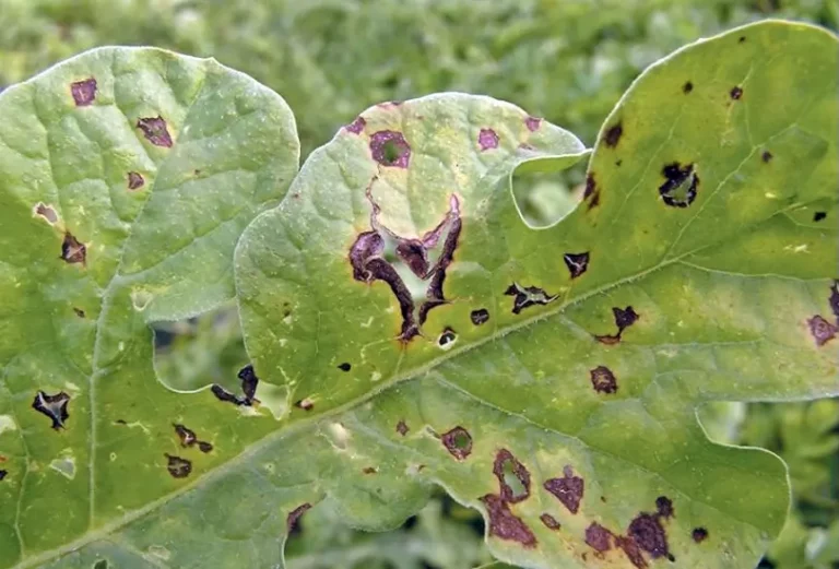 Antracnose on a leaf.