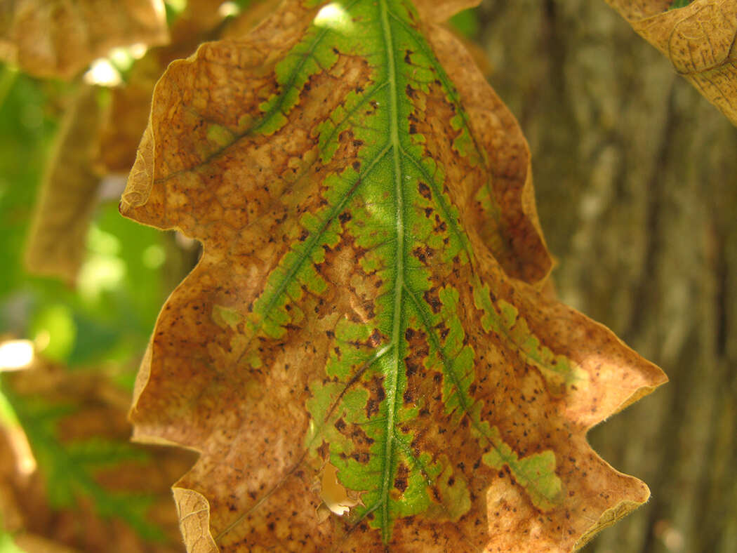 A close up of bacterial leaf scorch infecting a leaf.