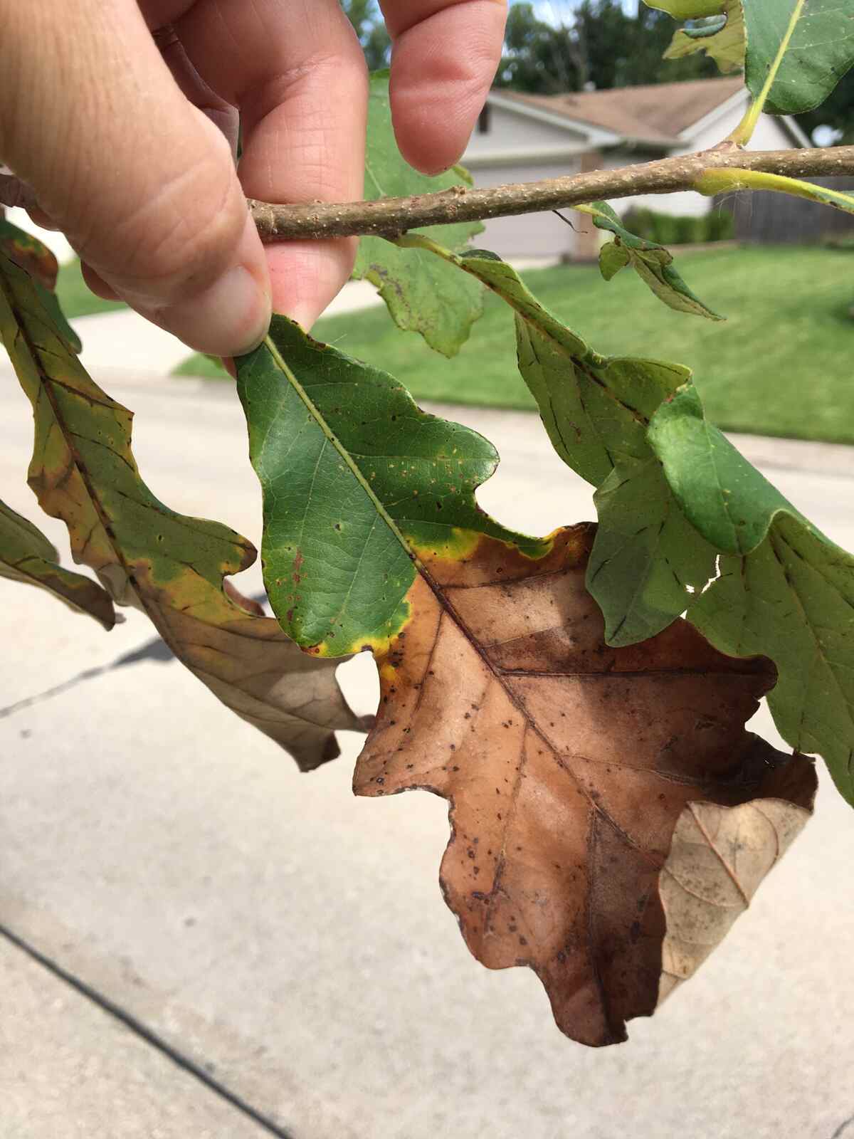 A person holding a couple oak tree leaves with bur oak blight disease.
