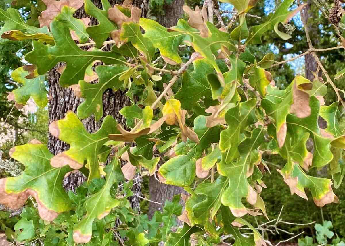 A group of leaves on an oak tree branch with bur oak blight. 