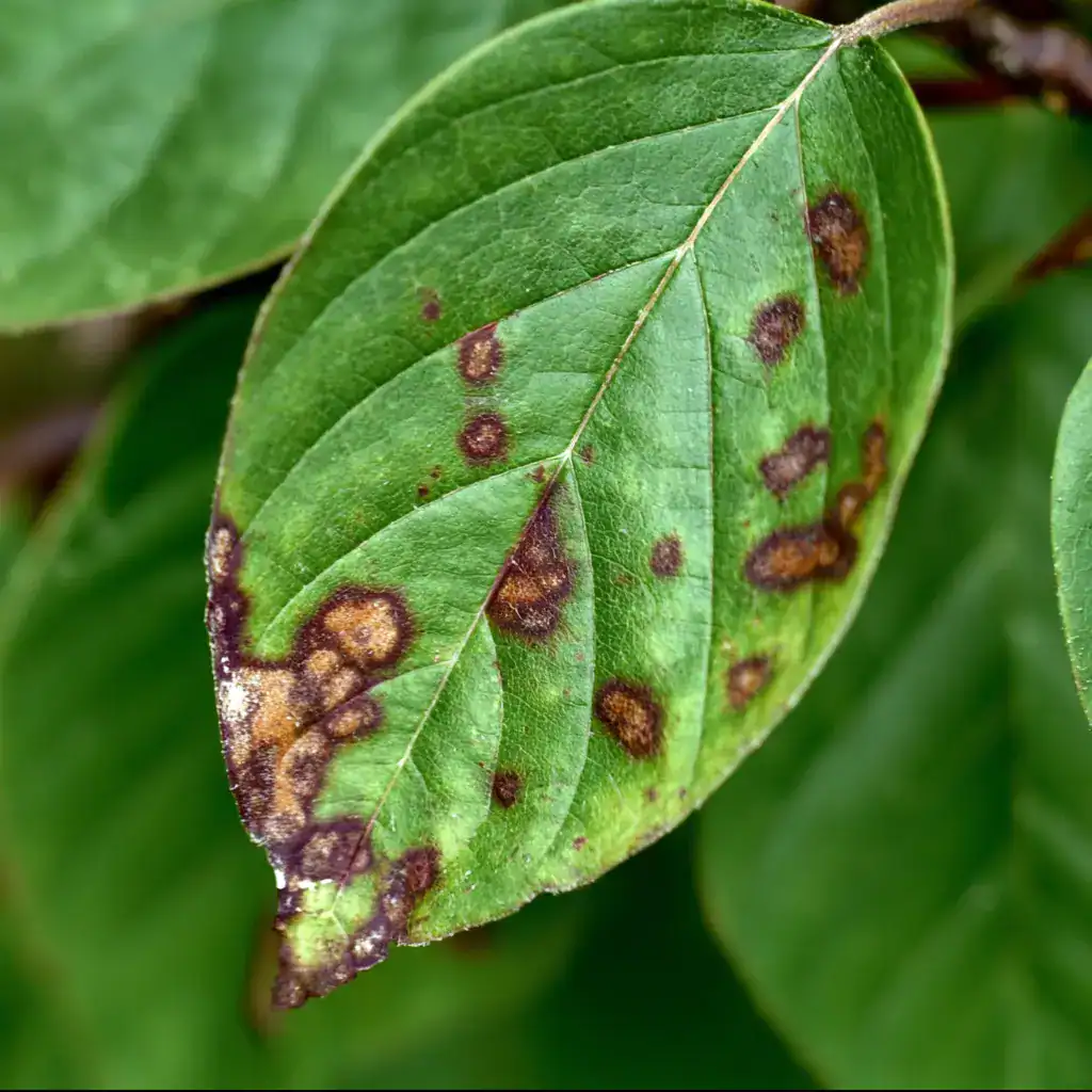 A close view of a green dogwood leaf infected with antracnose.