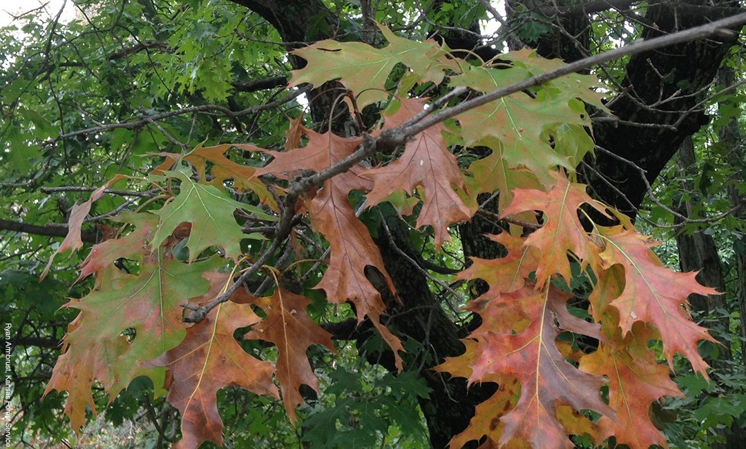 An oak tree with reddish brown damaged leaves from oak wilt.