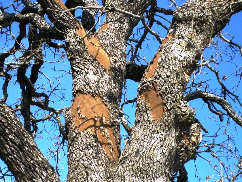 The trunk of an oak tree with missing bark from oak wilt tree disease.