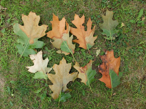 Leaves that are partially dead laying on the ground because of oak wilt.