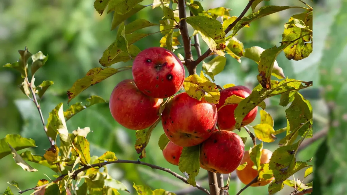 Apple scab disease on an apple tree.