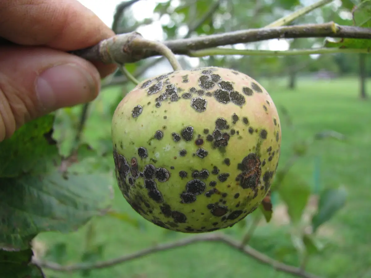 Leaves that are partially dead laying on the ground because of oak wilt.
