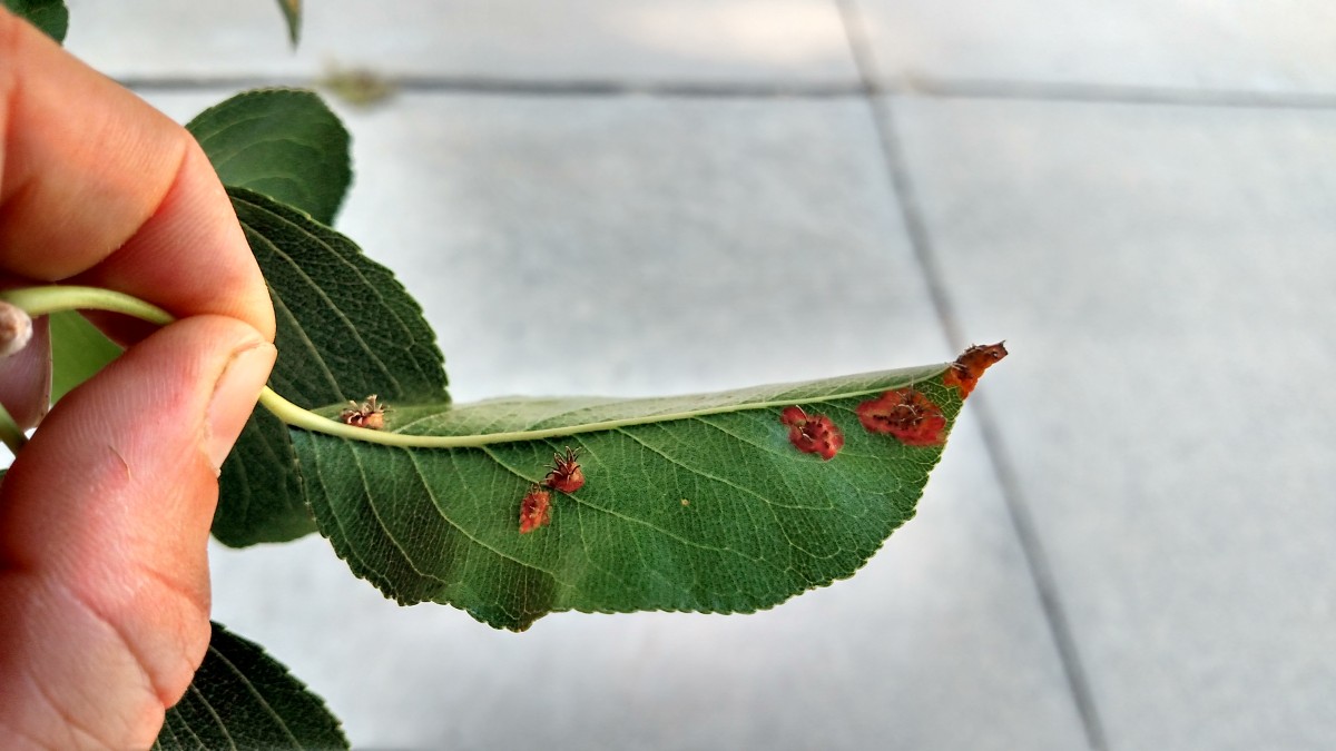 An apple tree leaf infected with cedar apple rust.