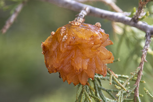 A part of a tree infected with cedar apple rust.