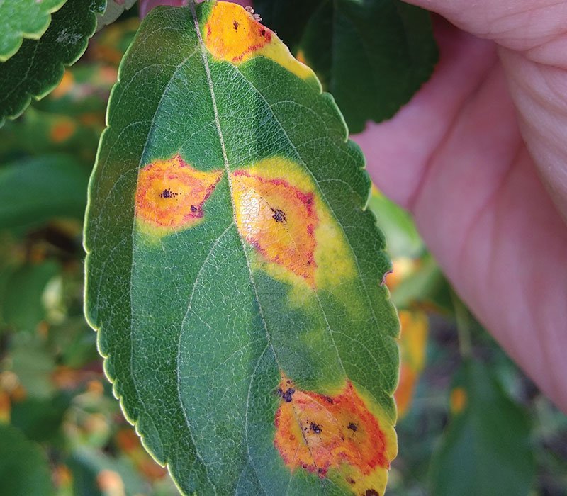 Leaves that are partially dead laying on the ground because of oak wilt.