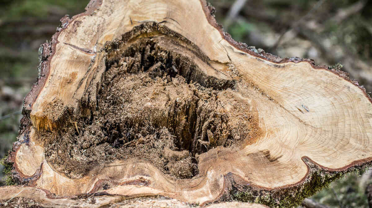 A tree stump with hollow rot also known as heart rot tree disease.