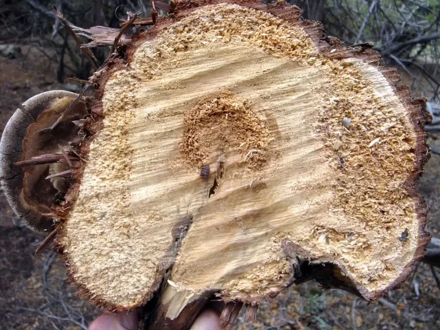 A tree trunk infected with heart rot. 