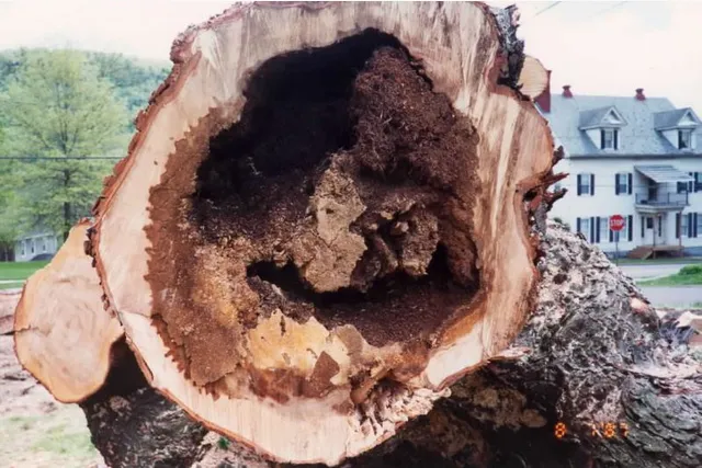 A hollow tree that fell over that is infected with heart rot.