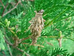 A bagworm net hanging from a tree.