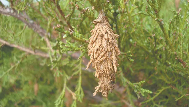 Bagworms hanging from a tree.