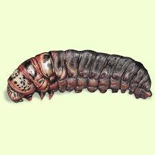 An up close view of a bagworm.