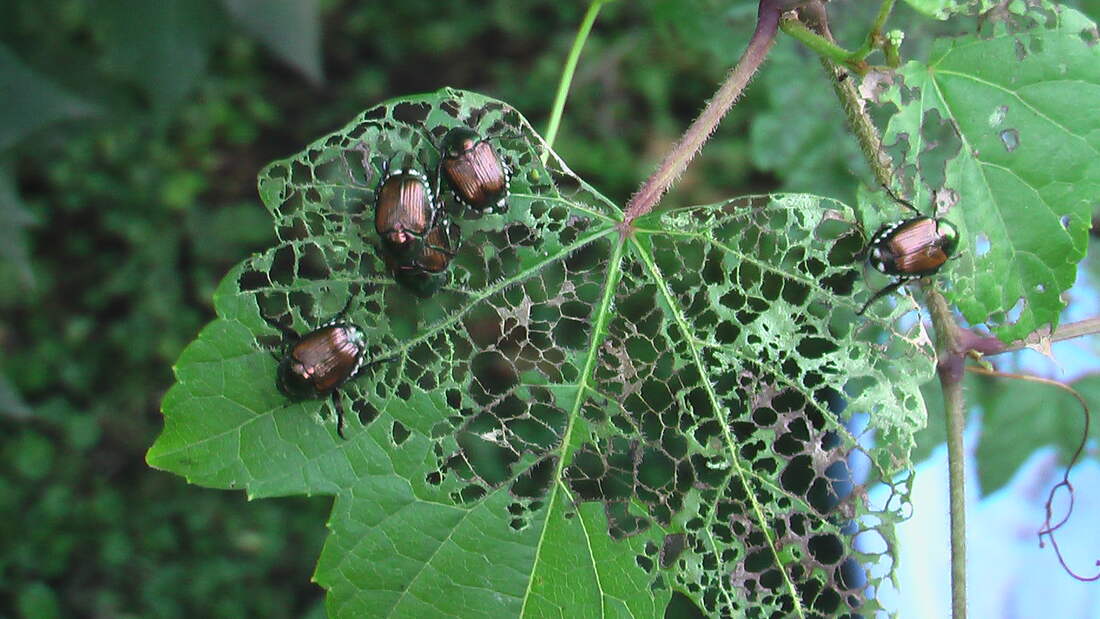 Four Japanese Beetles eating a leaf. 