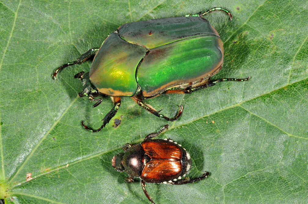 Two Japanese Beetles one green and one red, sitting on a leaf.