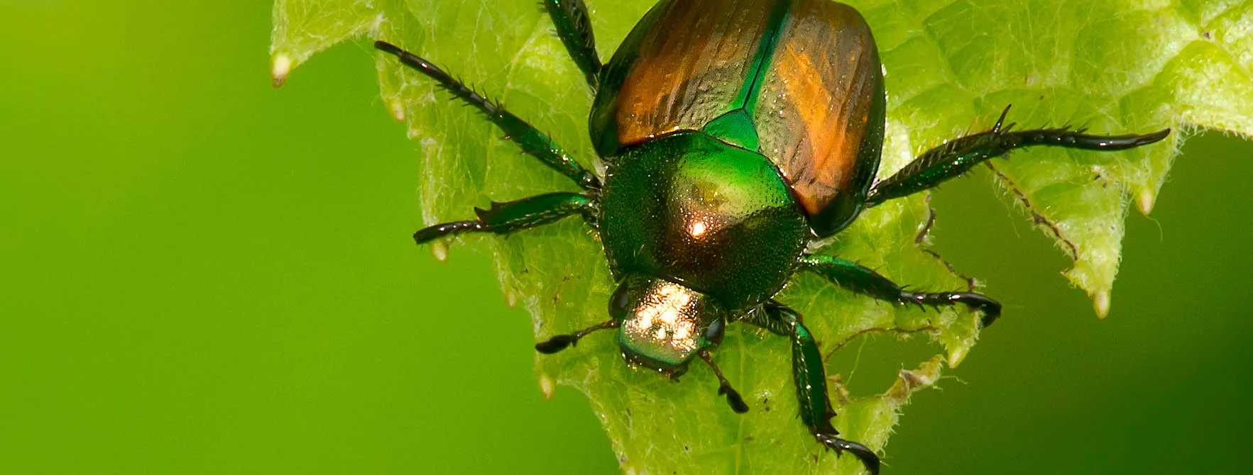 Close up of a japanese beetle on a leaf.