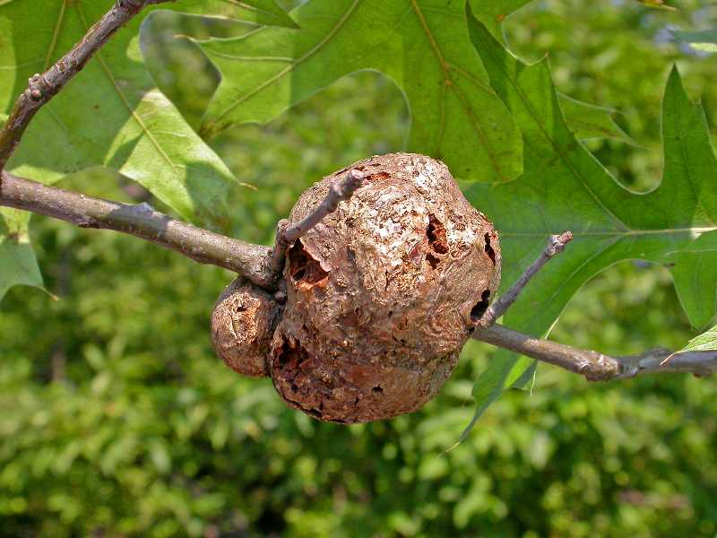 An oak wasp gall growing on a branch.