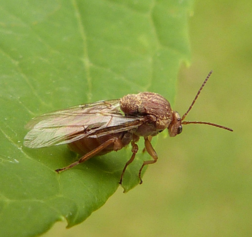 An adult oak gall wasp.