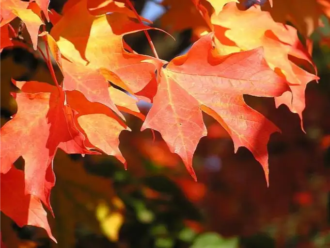 Close-up of bright red and orange autumn maple leaves on a tree branch