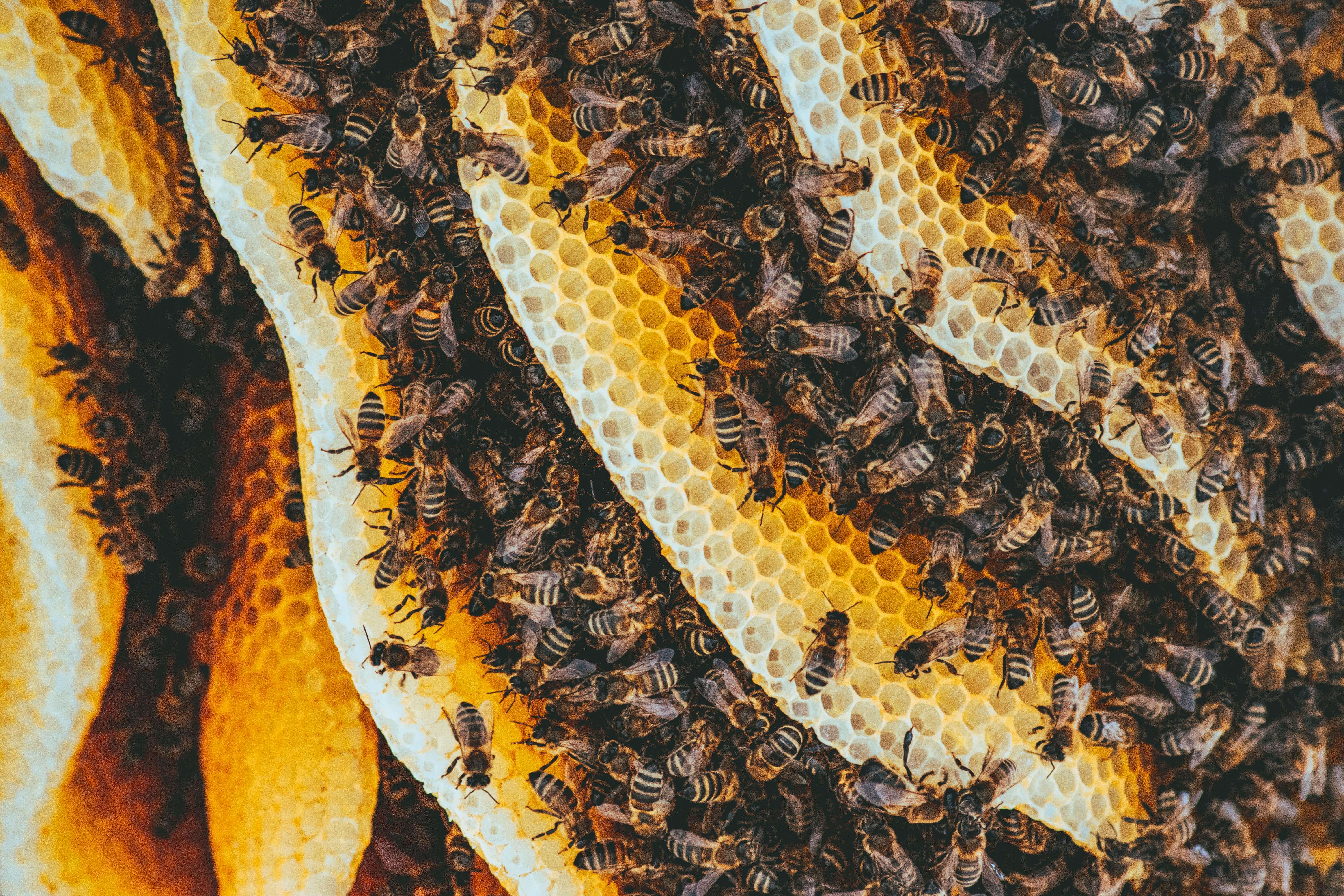 Layers of bees on honeycomb