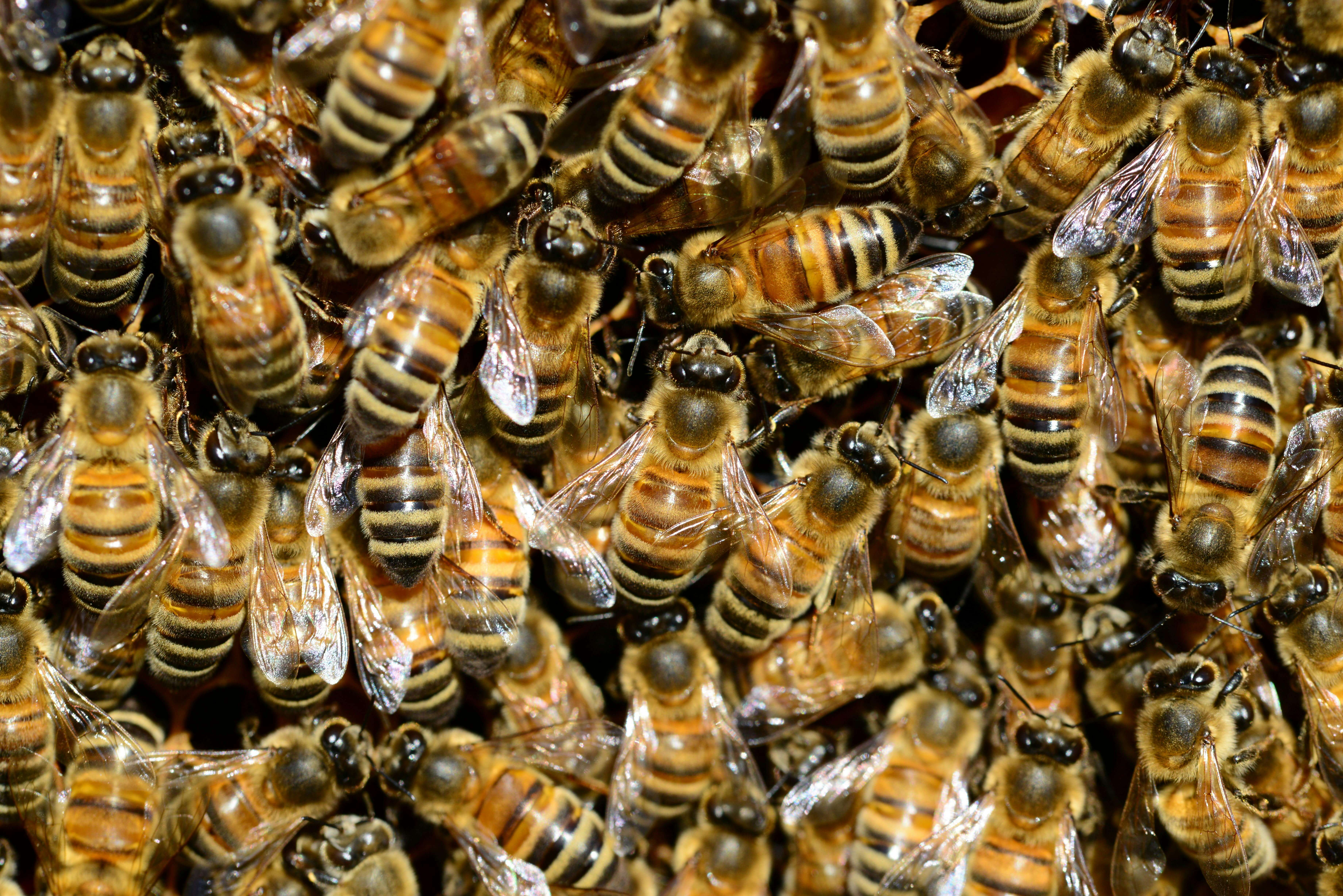 A bunch of bees, representing a team
