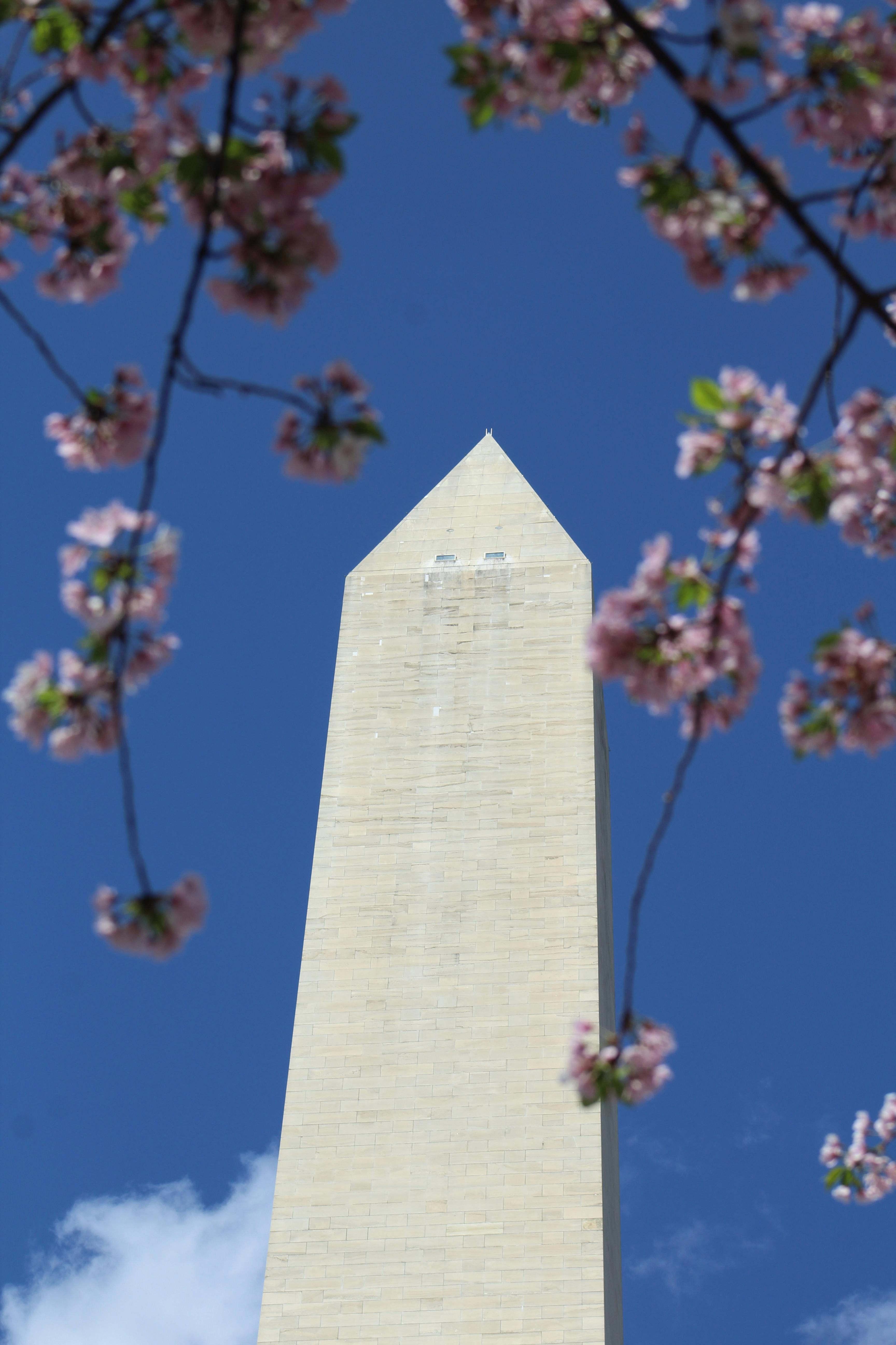 Photo of Washington Monument bordered by cherry blossoms