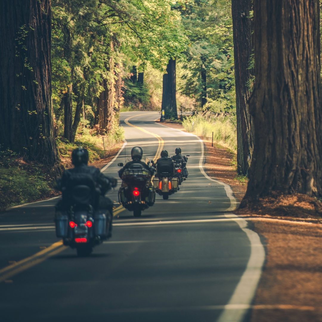 A group of motorcycle riders riding through a forest