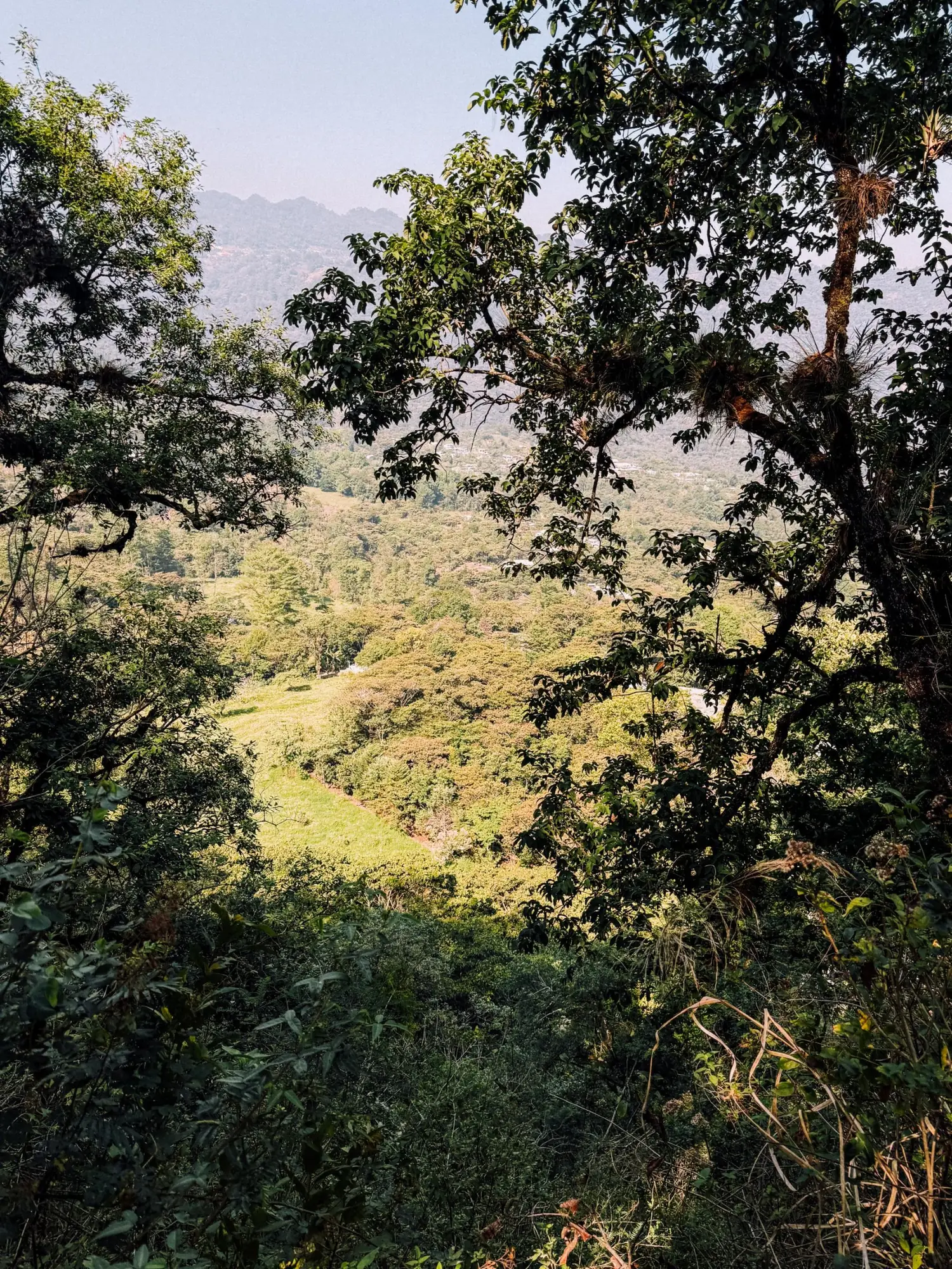 Forested highlands of Chiapas, Mexico