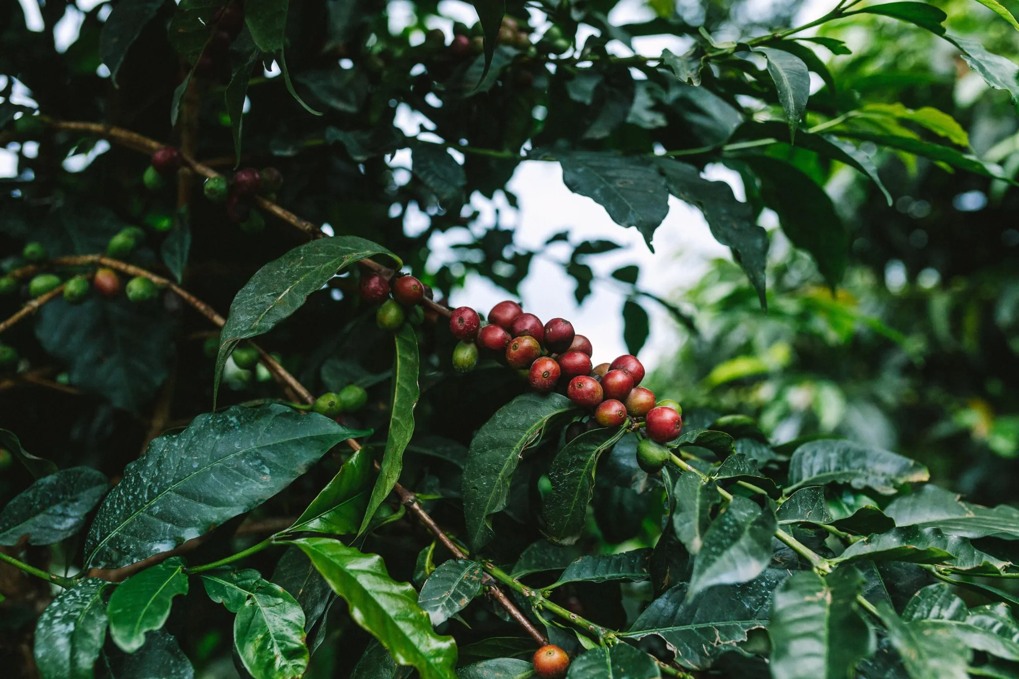 Ripe red coffee cherries on the branch