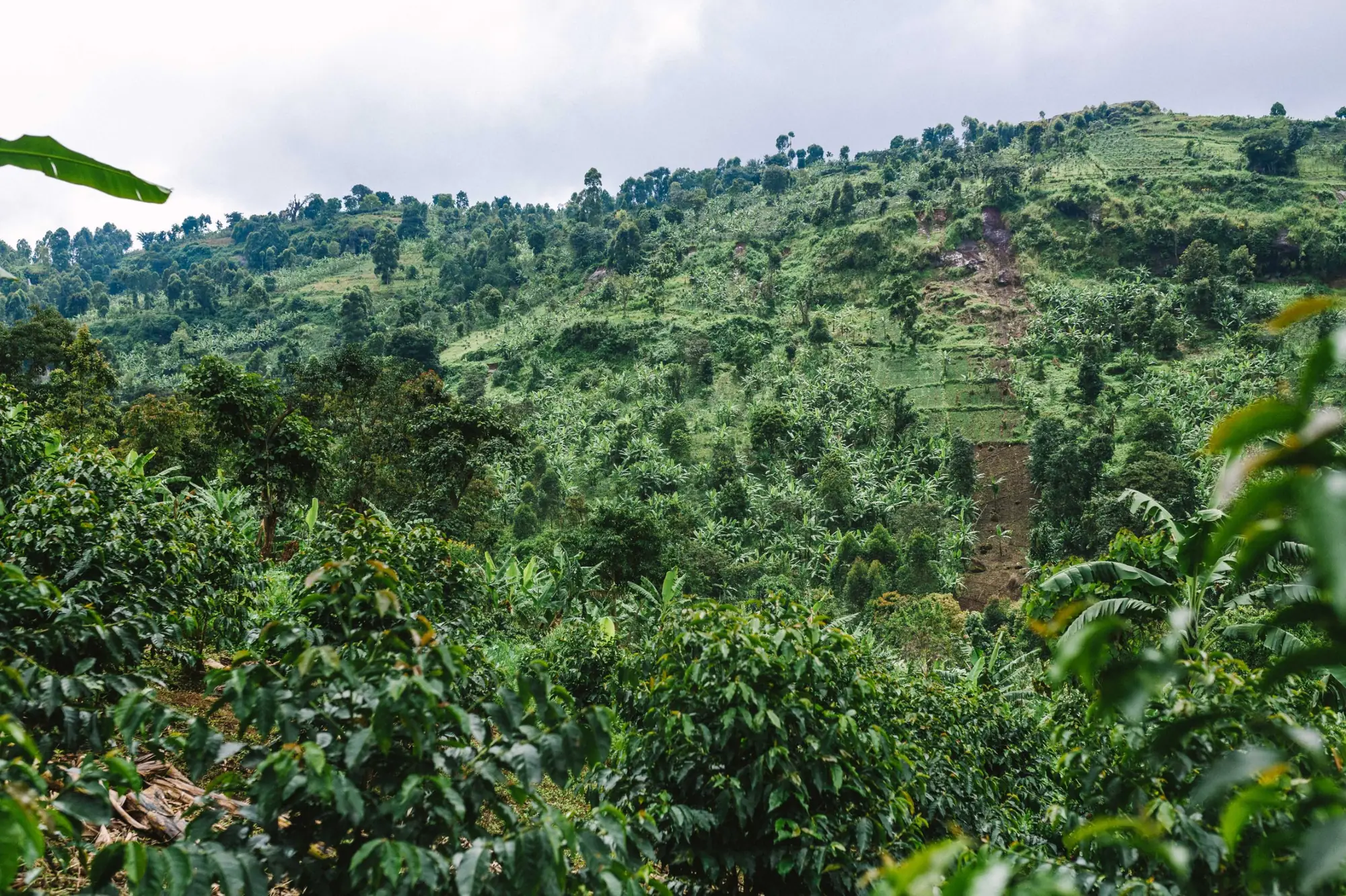 Coffee farms on the steep hillsides of Mt Elgon