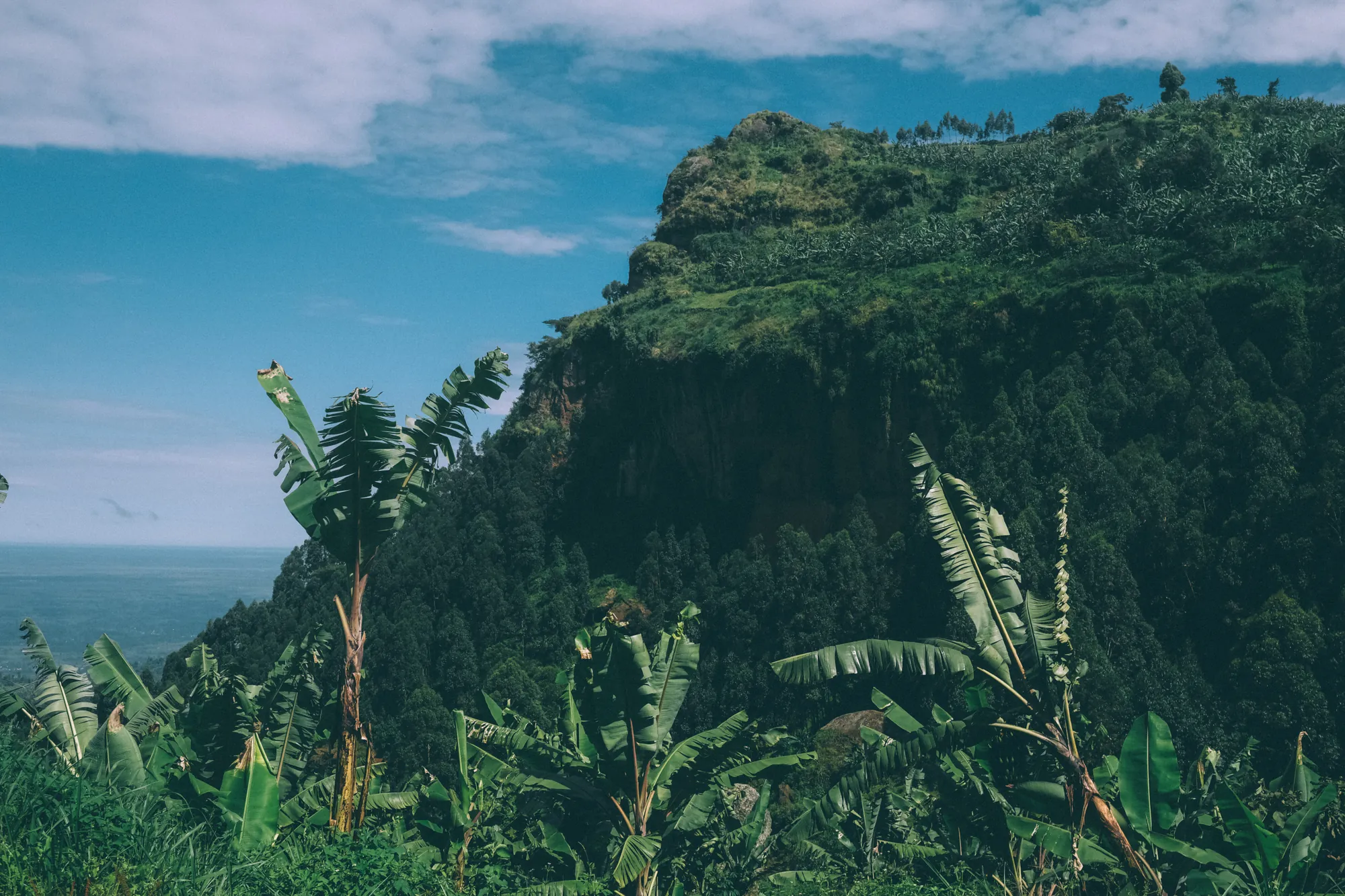 Banana plants below the cliffs of Mt Elgon