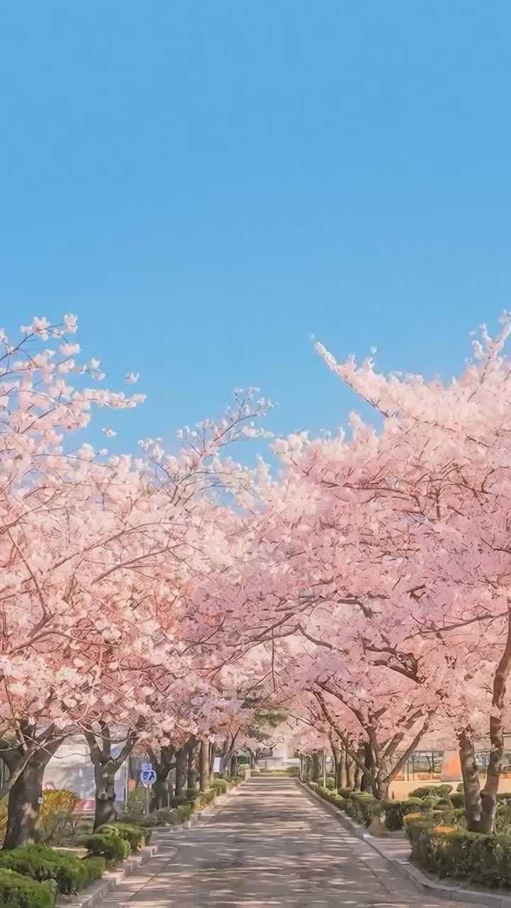 Cherry Blossom Walk