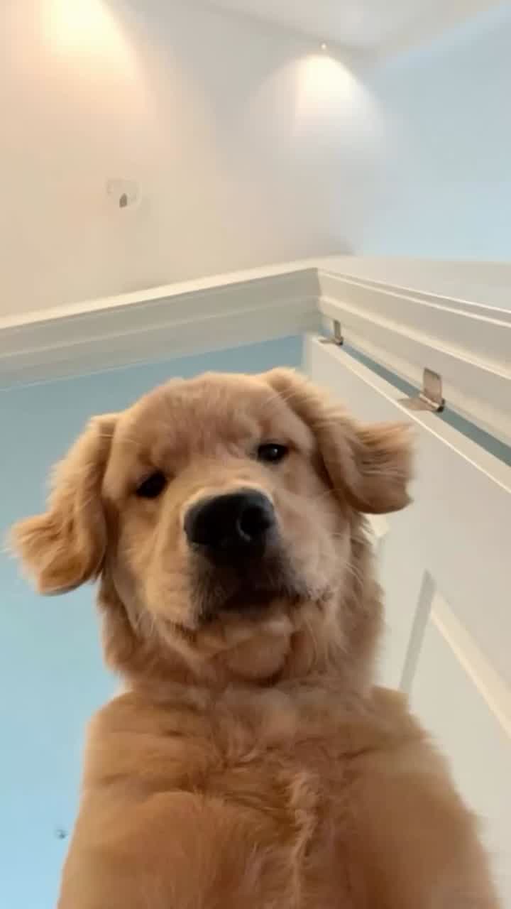 Golden Retriever Home