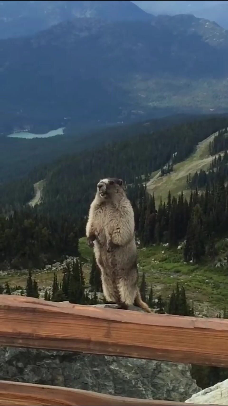 Marmot