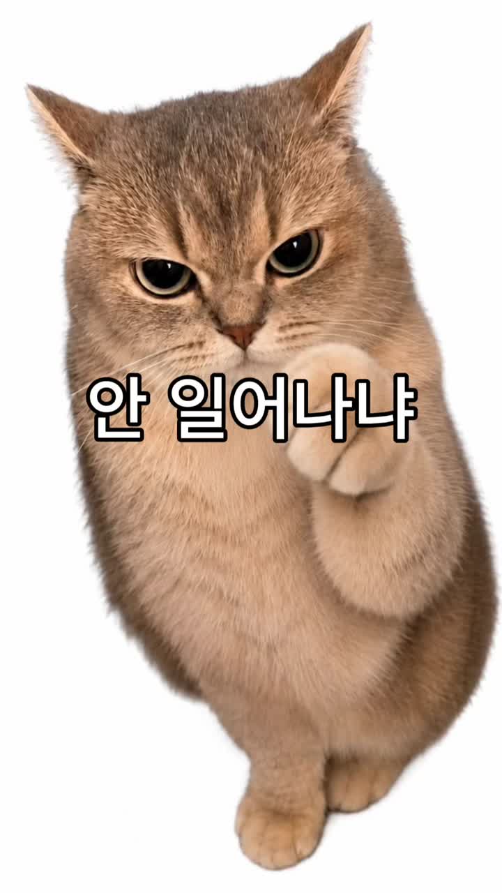 안일어나냐 요다야