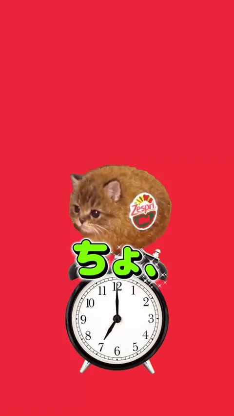 テスト期間のキウイ猫