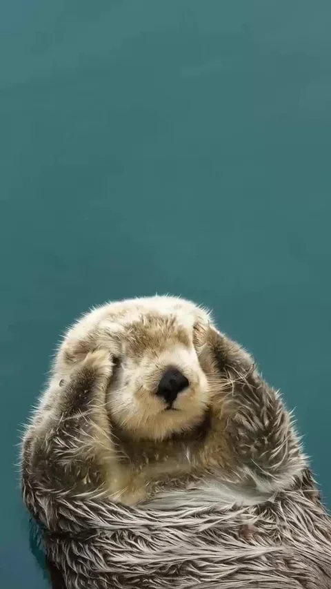 Sea Otter Alarm