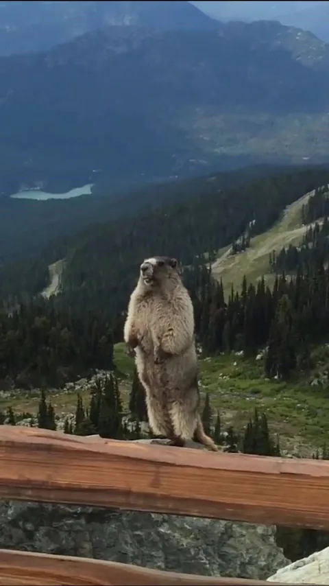 Marmot Alarm