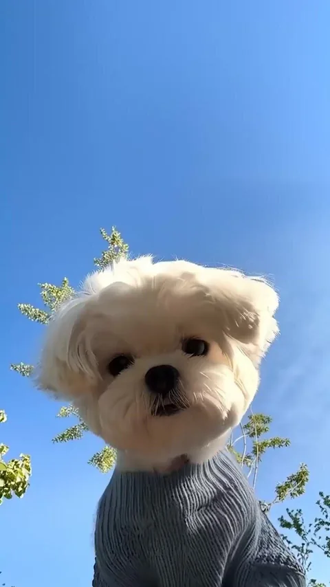 Get Up Hooman Alarm
