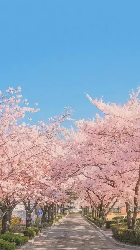 Cherry Blossom Alarm