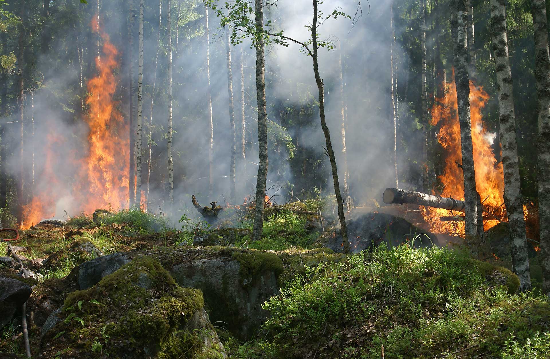 Wildfire burning in a forest with tall flames and smoke among birch trees and green undergrowth.
