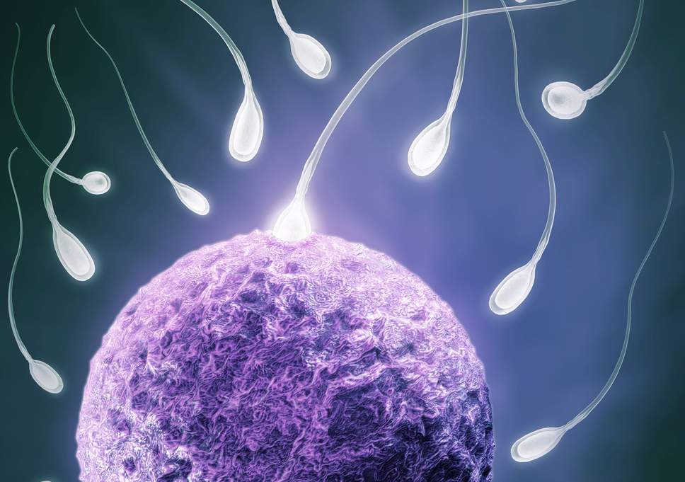 The Shafik 1992 study found polyester underwear induced temporary infertility in all 14 men