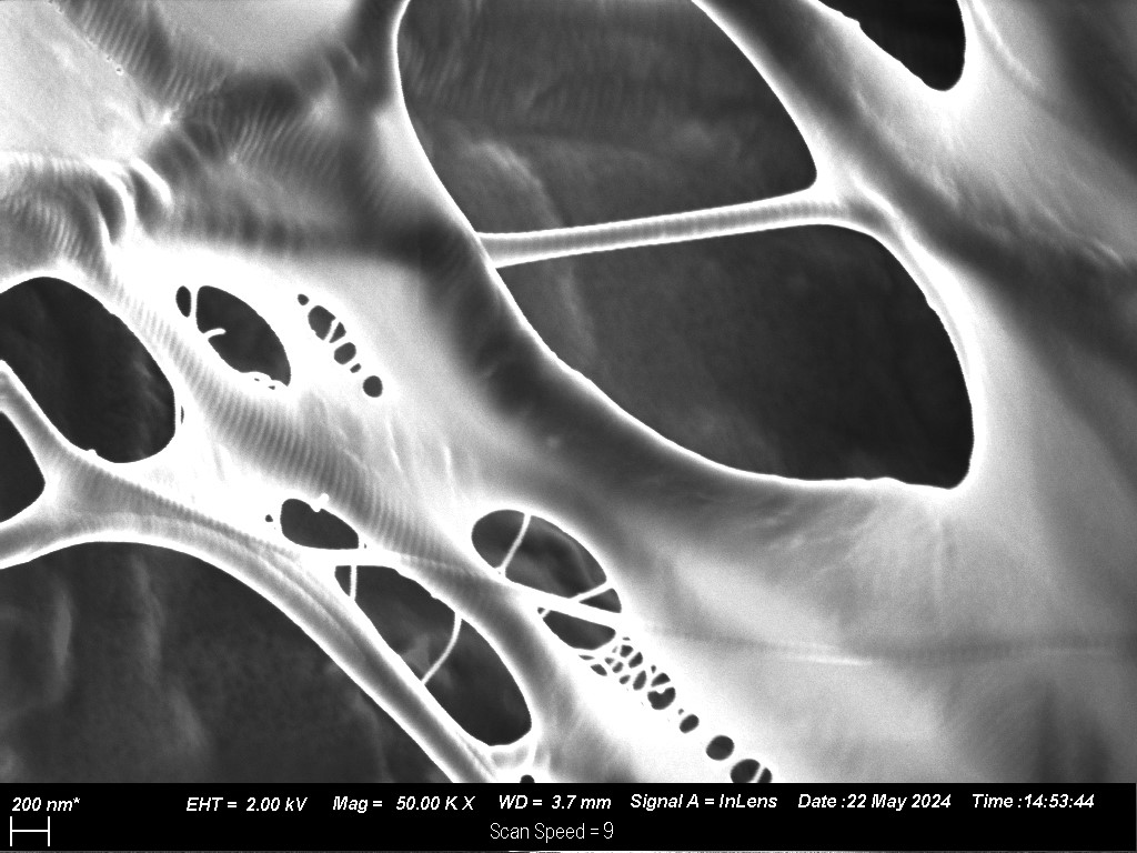 Collagen Network D-Banding